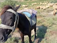 Horse (M), Horses — photo 2