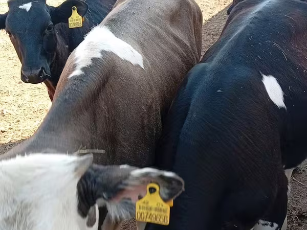 Bulle, Russian Black pied cattle
