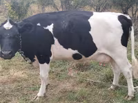 Kuh, Holstein-Rasse — Foto 2