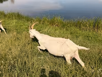 母山羊, LaMancha goats — 照片 3