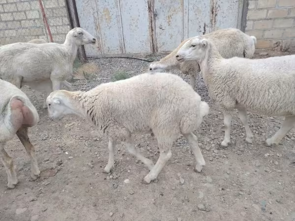 كبش, الأغنام