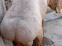 Ram, Ordabasy sheep — photo 5