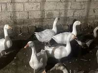 Geese — Foto 1