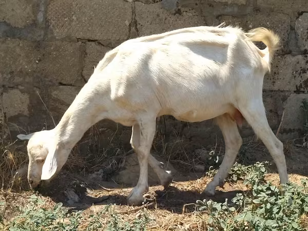 Коза, Saanen goat
