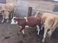 بقرة, Latvian Blue cattle — الصورة 5