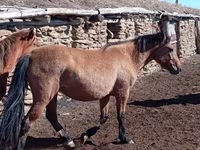 Stute, Kazakh horse — Foto 3
