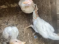 Chickens — 5-rasm
