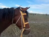 Stute, Karabakh horse — Foto 3
