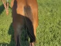 Caballo, Rocky Mountain Horse — foto 2