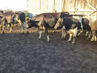 Vaca, Russian Black pied cattle — foto 4