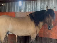 حصان, Mugalzhar horse — الصورة 1