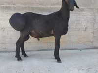 मेढ़ा, Hissar sheep — फ़ोटो 2