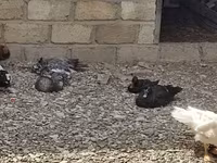 Chickens — 2-rasm