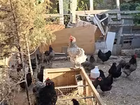 Australorp — Foto 3