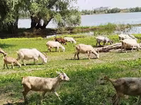 母山羊, Saanen goat — 照片 1