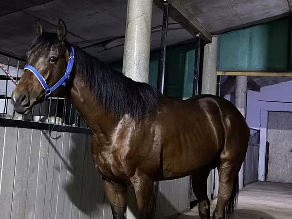 Horse (M), Arabian horse