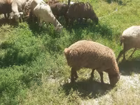 Qoʻy, Karakul sheep — 2-rasm