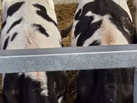 Bulle, Russian Black pied cattle — Foto 8