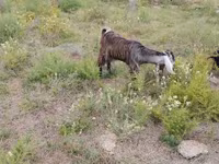 भेड़ें (लॉट, लिंग निर्दिष्ट नहीं), भेड़ — फ़ोटो 5