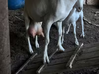 Ziegenbock, Ziegen — Foto 6