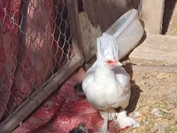 Chickens — foto 5