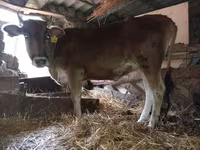 गाय, लाल-धब्बेदार नस्ल — फ़ोटो 3