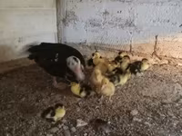 Ducks — Foto 8