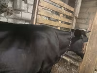 Vaca, Aberdeen-Angus — foto 4
