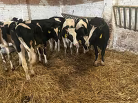 Kuh, Russian Black pied cattle — Foto 5