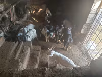 Cabro, Cabras — foto 2