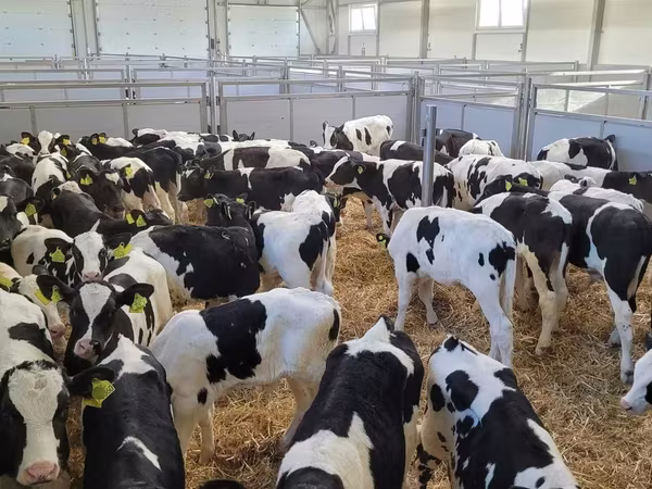 Bull, Holstein breed