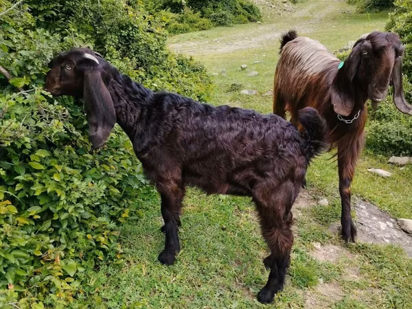 Cabro, Damask goat