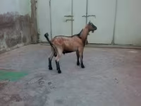 Ziegenbock, Ziegen — Foto 3