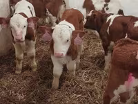公牛, Simmental cattle — 照片 6