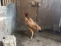 Chickens — 3-rasm