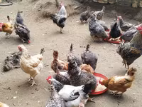 Chickens — photo 5