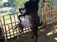 Ziegenbock, Beetal goats — Foto 5