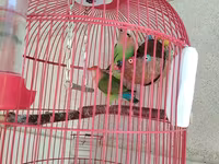 Məhsul: Qırmızı asma quş qəfəsi aksesuarlar, 1 cut popuqaylar lovebird — 3-rasm