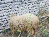 公羊, Sheep — 照片 7