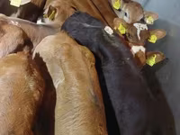 Bulle, Russian Black pied cattle — Foto 3