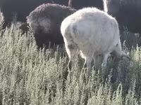 公羊, Sheep — 照片 3