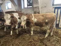 Бик, Simmental cattle — фото 1