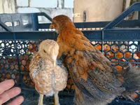 Chickens — photo 1
