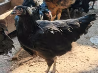 أوسترالورب — الصورة 2