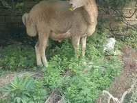 मेढ़ा, भेड़ — फ़ोटो 5