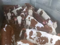 सांड, Simmental cattle — फ़ोटो 1