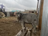 Ziegenbock, Alpine goat — Foto 1