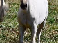 Mare, Quarter Horse — photo 2