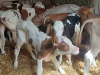 Rinder (Partie, Geschlecht nicht angegeben), Simmental cattle — Foto 2
