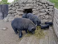 Қабан, Вьетнамская вислобрюхая — 6-сурет